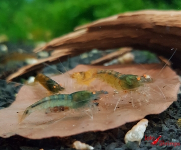 Amber Shrimps OE